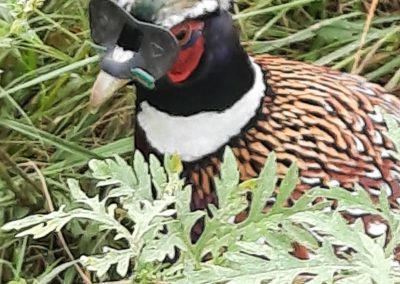 Branching Out Ringneck Pheasants for sale