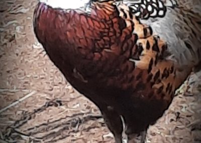 Ringnech pheasants for sale 4