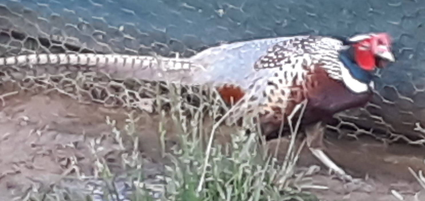 THE GREAT OUTDOORS: Ring-necked pheasant: A glorious game bird of old, Lifestyles