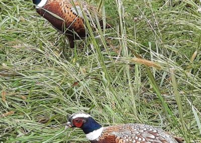 Ringneck pheasants for sale in Tennessee