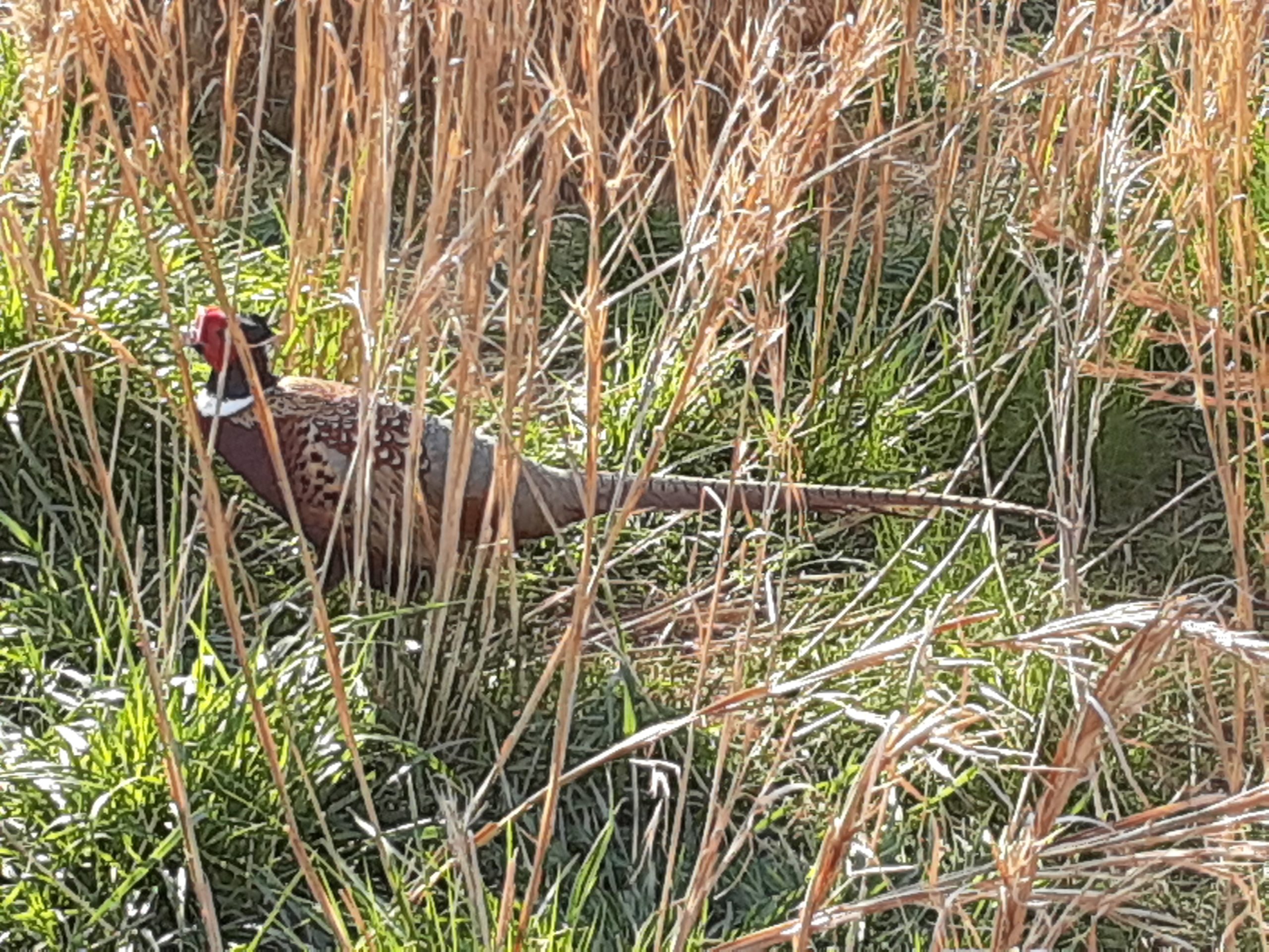 The Magnificent Ring-Neck Pheasant - Poronui Hunting