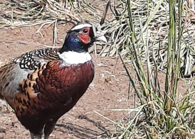 ringnech pheasants for sale 6